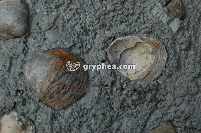 Huitres fossiles Falaise des Vaches Noires (Gryphaea dilatata, Calvados, France) - gryphea.com